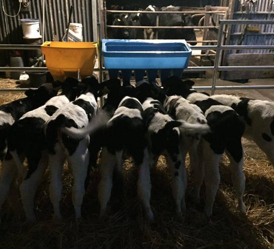 Keeping cases of calf scour to a minimum this calving season