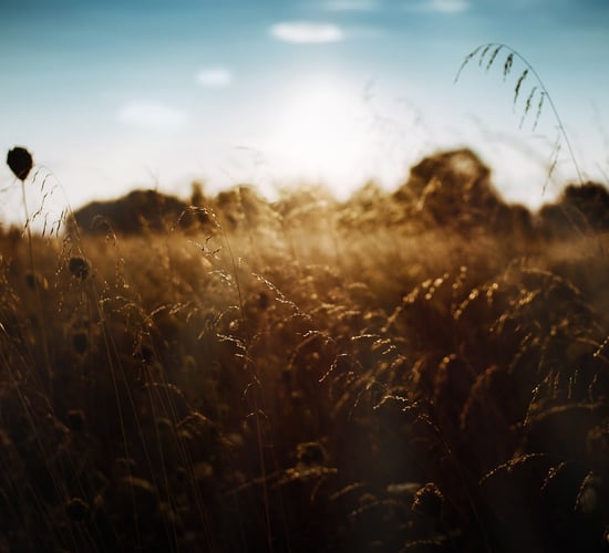 Nature-friendly farming budget in Northern Ireland 'inadequate'