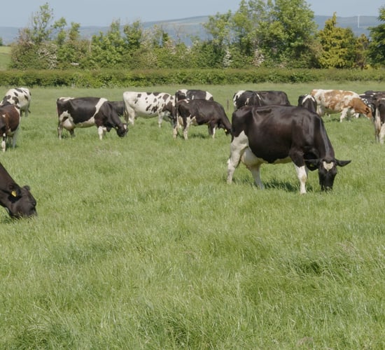 Thomas Duffy: Inevitability around derogation is short-sighted