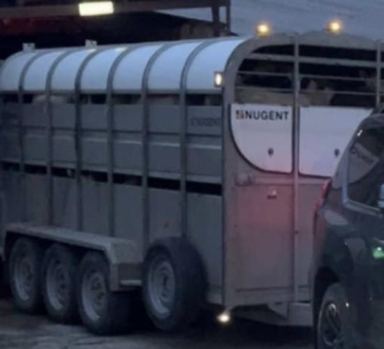 PSNI: Cattle trailer stolen from farmyard in Co. Tyrone