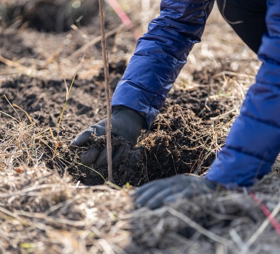 ACRES: Deadline for hedgerow and tree planting extended to March 2025