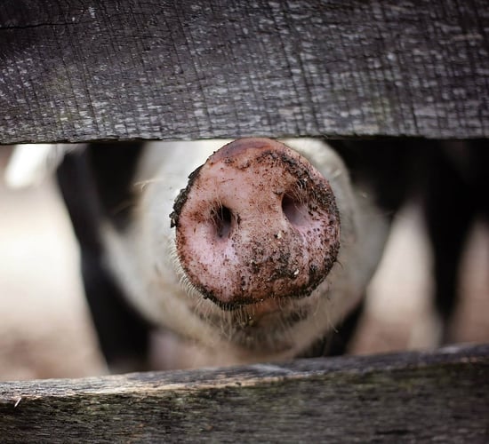 UK bans 'personal imports of pork' to stop African swine fever