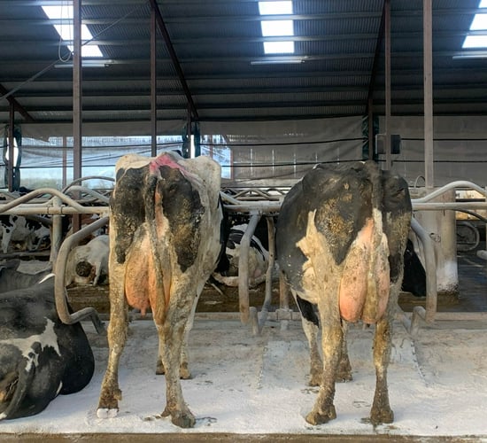 Housing cattle to cut nitrogen 'not a very good solution' - McGoff