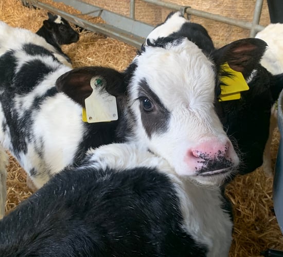 €25m Dairy Beef Welfare Scheme opens for applications