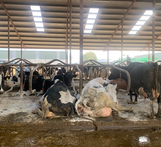 Dairy advice: Managing BCS in late lactation cows