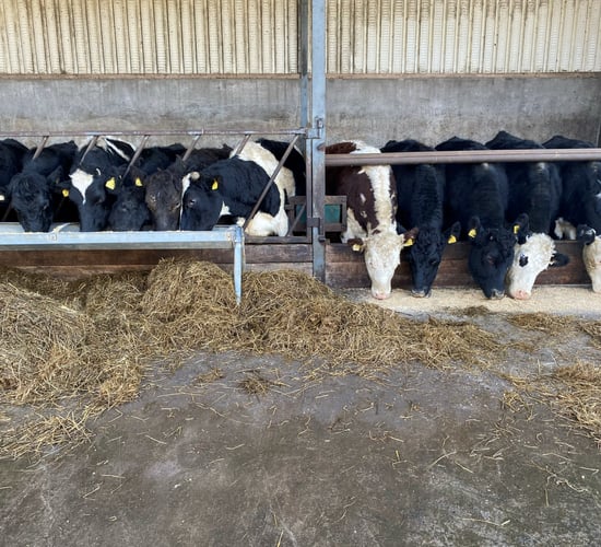 Is a secondary lice treatment needed in the cattle shed?