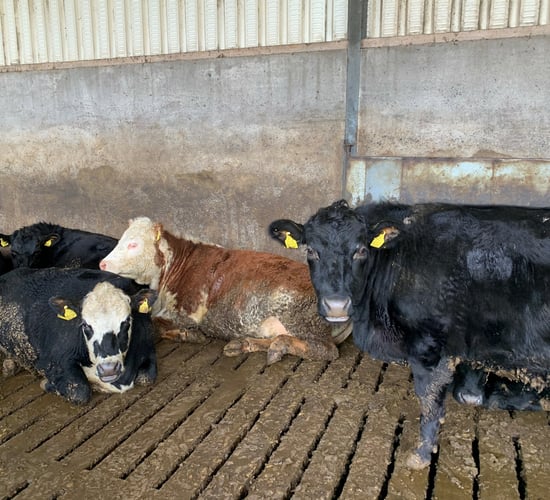 Factory quotes: 10c/kg prime cattle price rise at some outlets
