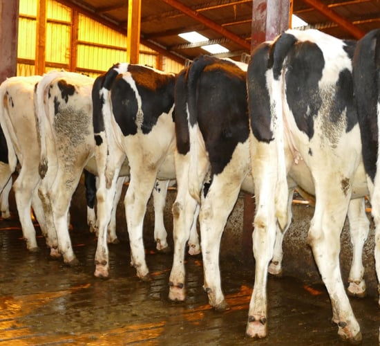 Willofarm dispersal sale brings top price of 2,700gns