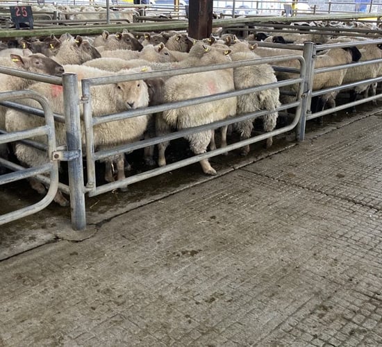 Livestock sales temporarily suspended at Athenry Mart