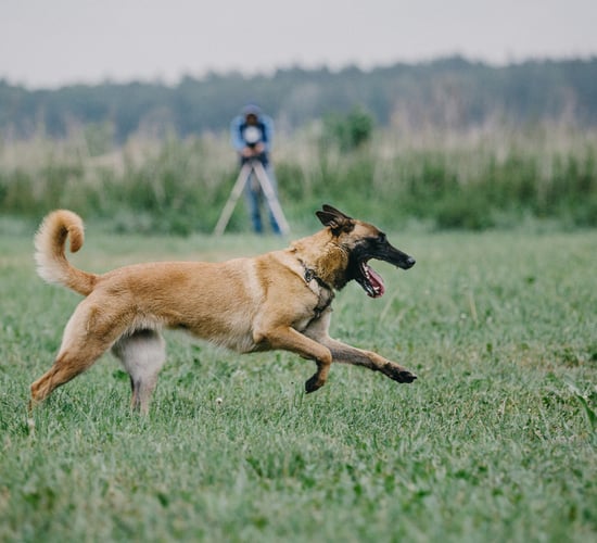 Dog owners warned about poisonous plants in green areas
