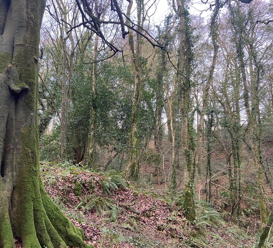 Minister: DAFM is ready to reach forestry targets