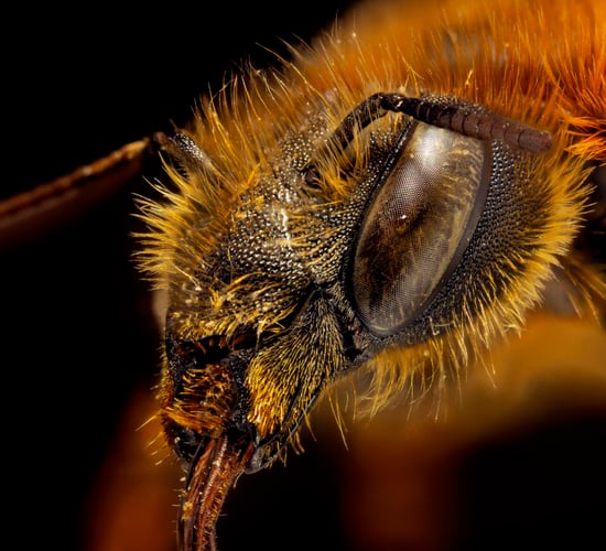 Exhibition explores influence of bees on our environment
