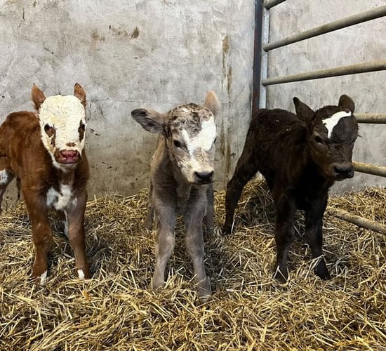 Triplet heifer calves born on Co. Monaghan farm