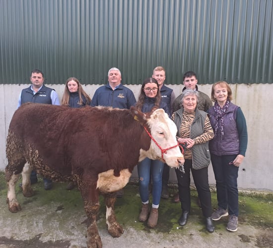 Charity bullock bought by Kepak at Delvin Mart for €3,700