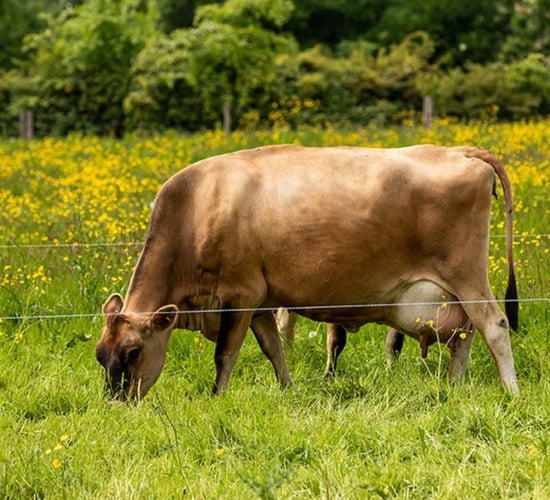 Airfield Estate working farm to host 'taster' sessions for businesses