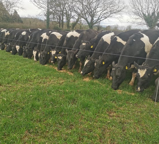 100 high EBI Holstein Friesian heifers for sale in Tipperary