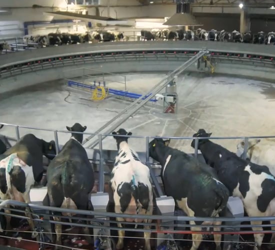 Ukrainian farmers invest in dairy on land unaffected by war