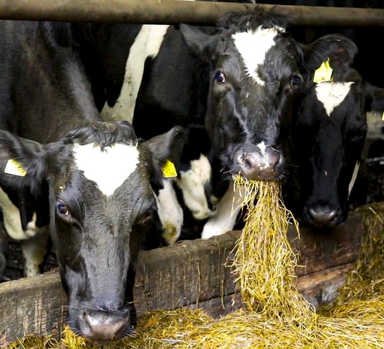 Danish technology aims to eradicate methane emissions from livestock barn air