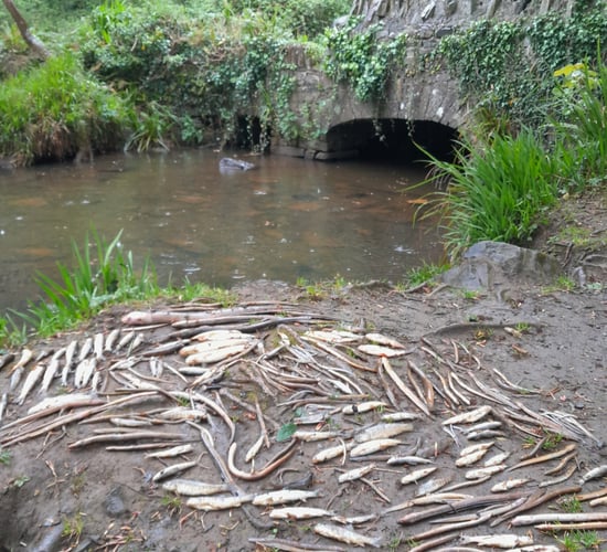 Uisce Éireann to pay over €15,000 after 'very significant fish kill'