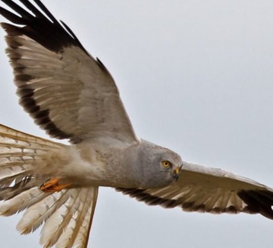 Government approves hen harrier action plan