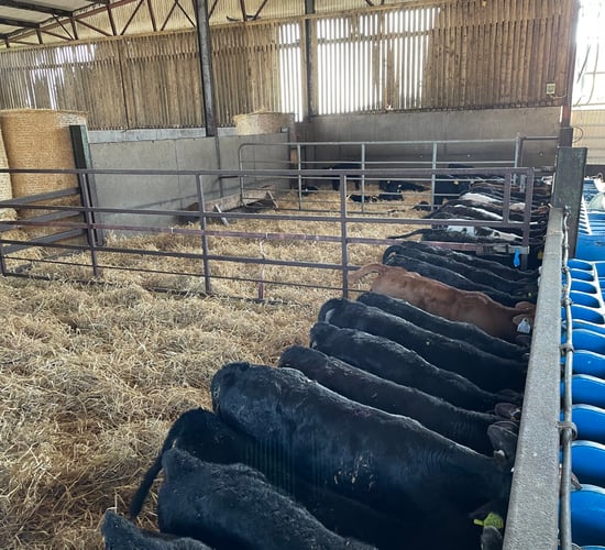 Checklist: Things for farms to prepare before buying calves