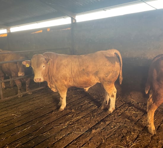 Options for farmers facing delays in selling finished bulls