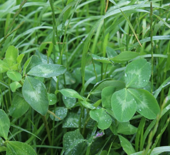 Silage: The importance of red clover