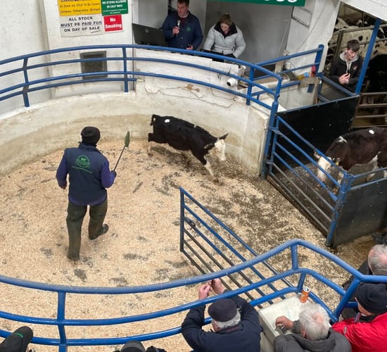 'Value for money is important when buying dairy bred calves' - advisor