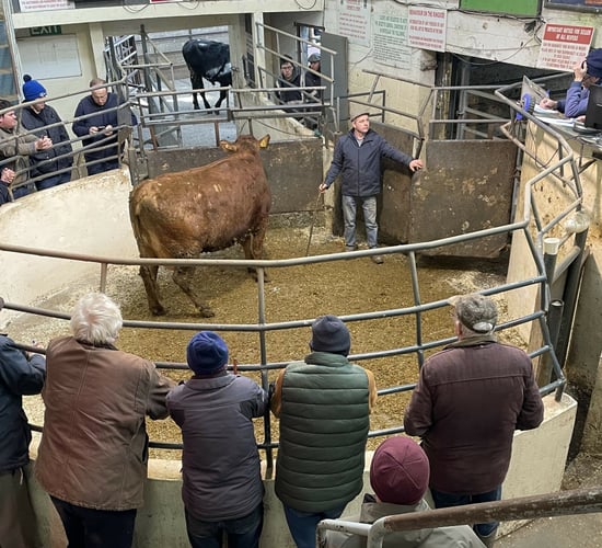 Mart report: Pictures and prices from Kilcullen cattle sale