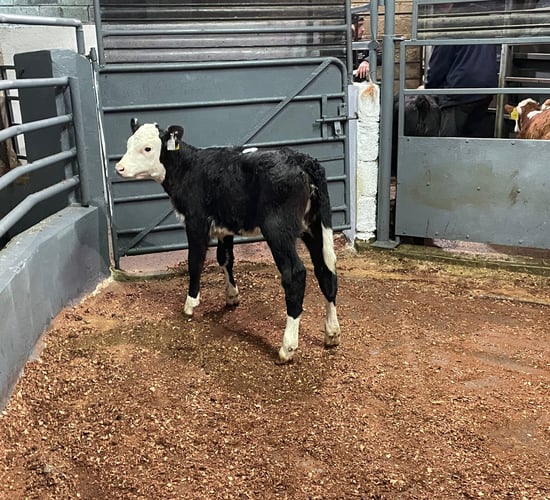 Mart report: Calves, weanlings and runners at Ballyjamesduff