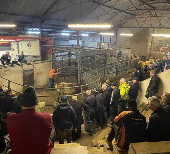Mart report: Weanling bull and heifer prices at Granard Mart