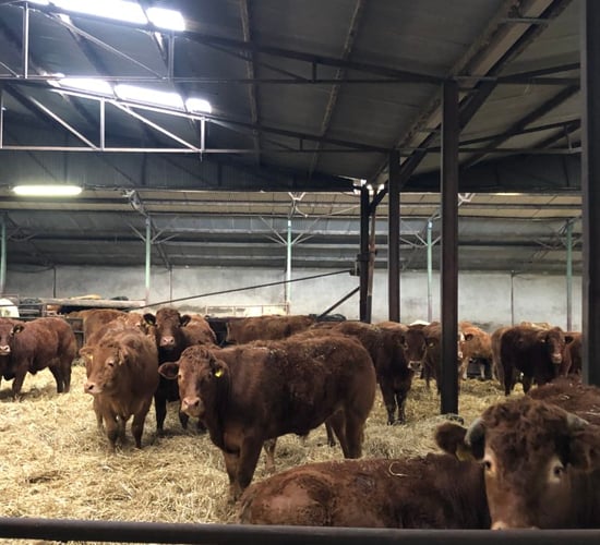 Teagasc set to develop 100ac organic beef research farm