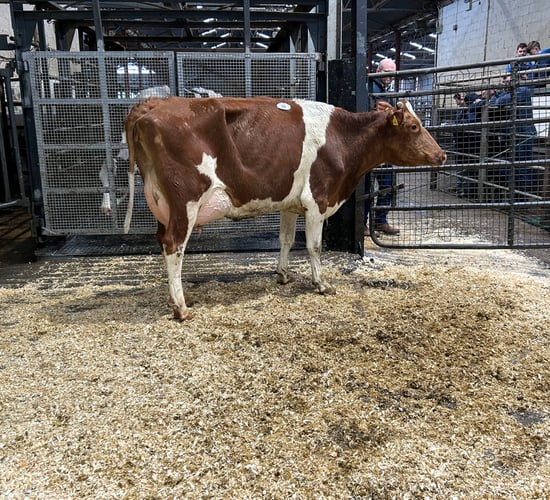 In pictures: The 149th Taaffe auctions Carnaross dairy sale