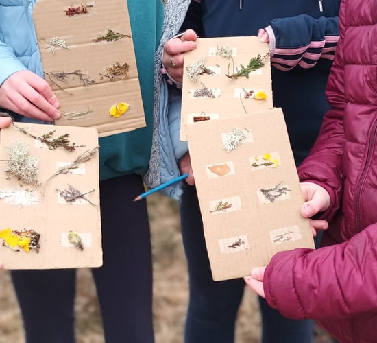Art competition to highlight importance of Irish peatlands