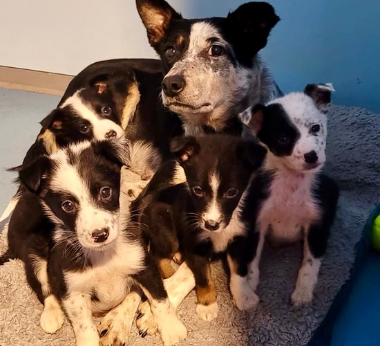 MADRA asks farmers to cease unplanned pregnancies in working dogs