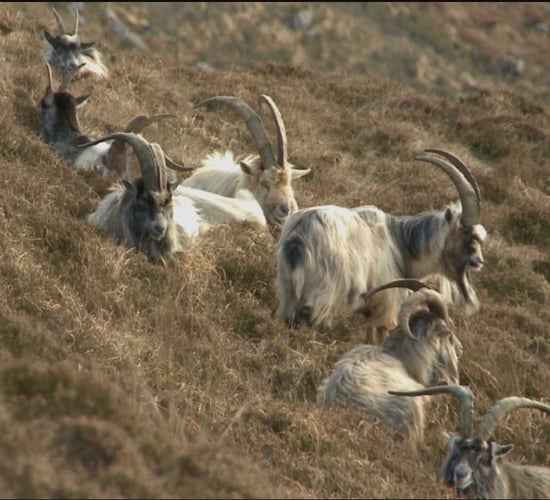 Goats to be introduced to Dublin hill after gorse fires