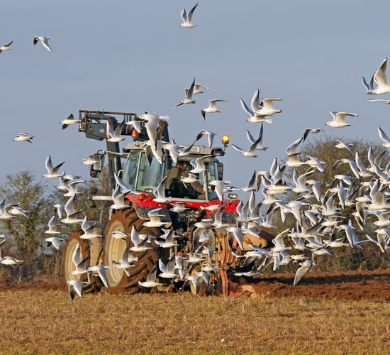 EFSA: Avian flu cases decline in Europe but surveillance advised