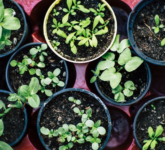 EU agriculture MEPs adopt changes to Plant Health Law