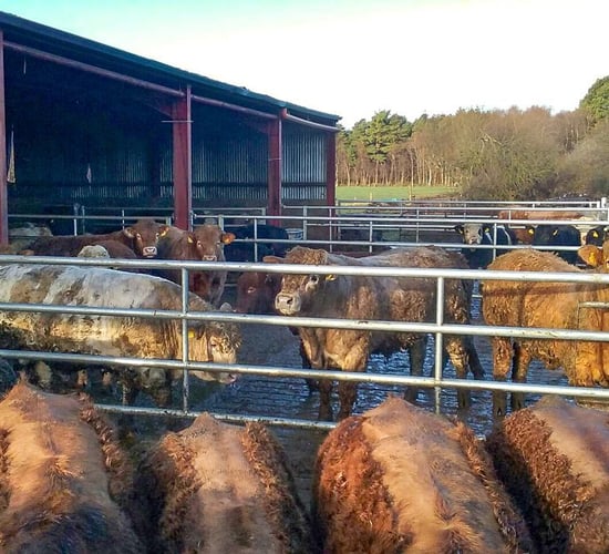 Curzon Livestock seeks 1,500 heavy bulls for export