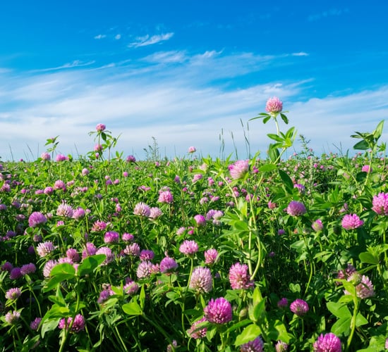 Research: Red clover can act to deliver improved silage quality