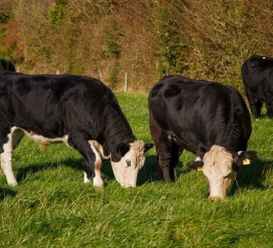 Hereford Prime and Kepak to host free info event in Athlone