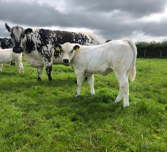 Strong demand for Speckle Park females at Ballymena Mart