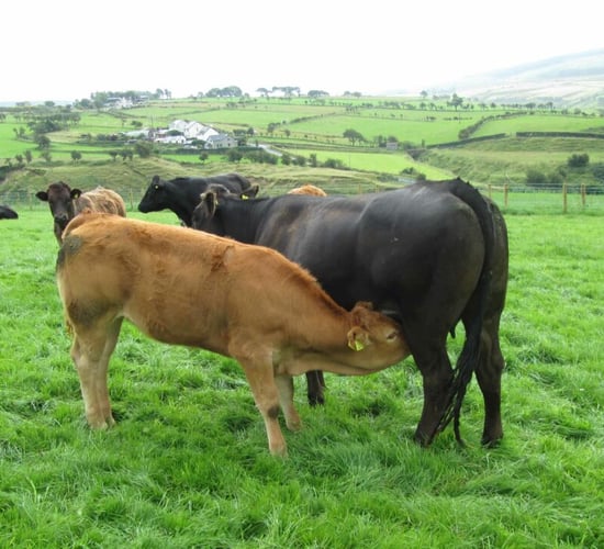 €28m Beef Welfare Scheme opens for applications