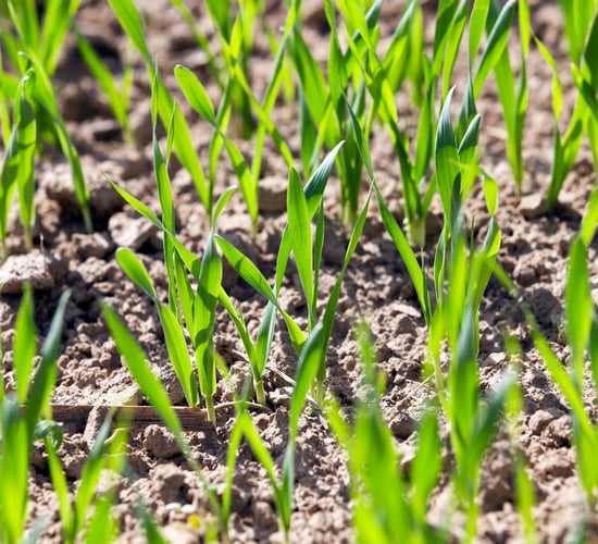 Terra Range Series: A practical solution to reduce nitrogen levels