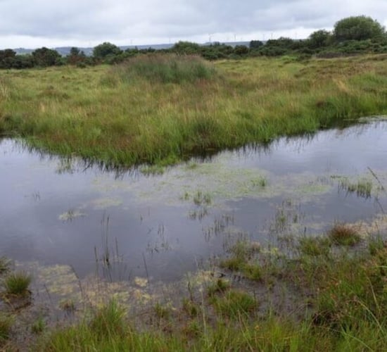 Wetland restoration can 'bring a fluke risk'