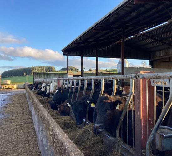 ABP Demo Farm: Yearlings gaining 1kg/day in the shed