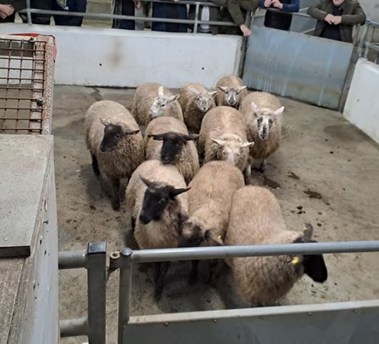 Who needs a ring on a leap day when you have rings of sheep?