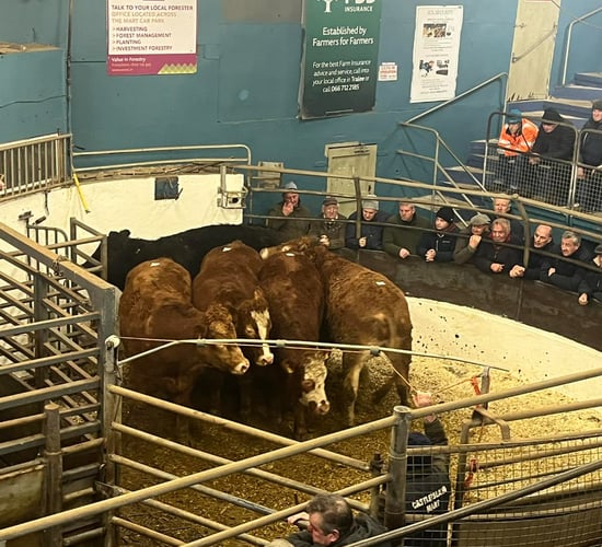 Mart report: Calf and cattle trade at Castleisland Mart