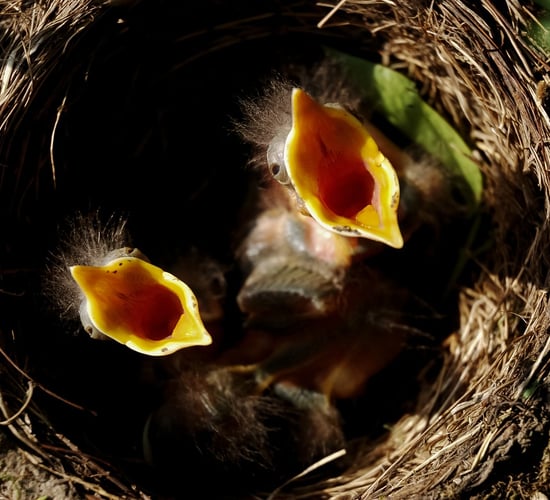 Minister urges protection of nesting birds over Easter