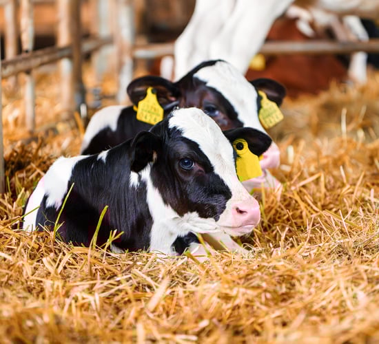 Tipperary organic farmer outlines conversion challenges
